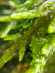 Entodon cladorrhizans