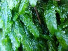 Entodon cladorrhizans