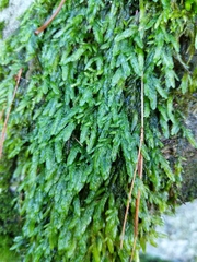 Entodon cladorrhizans