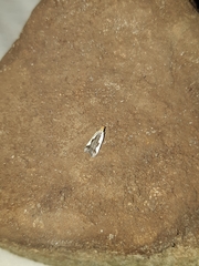 Dichomeris inserrata
