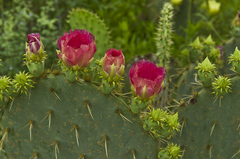 Opuntia gomei