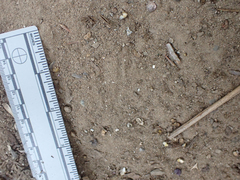 Aphelocoma californica