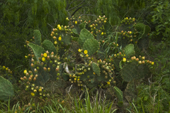Opuntia gomei