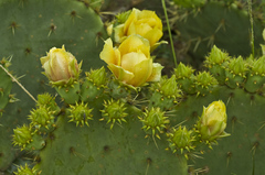 Opuntia gomei
