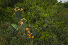 Opuntia gomei