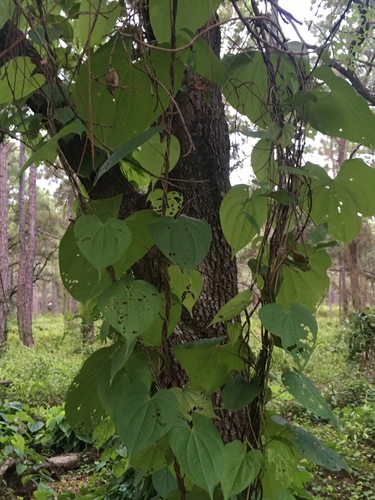 Dioscorea bulbifera image