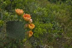Opuntia gomei