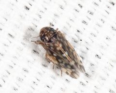 Xestocephalus superbus