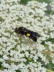 Nysson plagiatus
