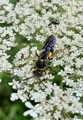 Nysson plagiatus