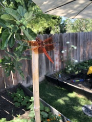 Libellula saturata