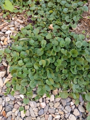 Dichondra donelliana