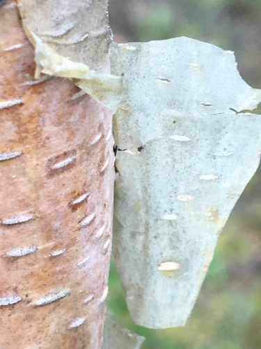 Alaska Paper Birch
