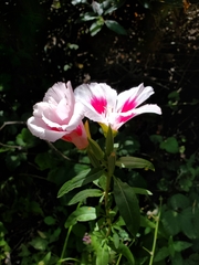 Clarkia speciosa