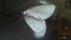 Hydriomena impluviata