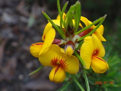 Pultenaea mollis