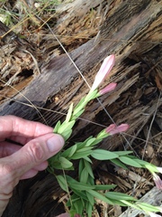 Spigelia alabamensis