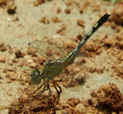 Diplacodes trivialis