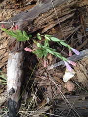 Spigelia alabamensis