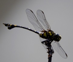 Ictinogomphus rapax