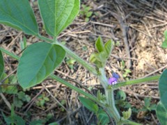 Glycine max