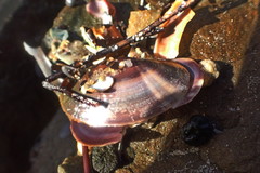 Double-Rayed Sunset Clam