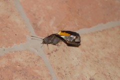 Opsiphanes invirae
