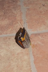 Opsiphanes invirae