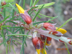 Pultenaea mollis
