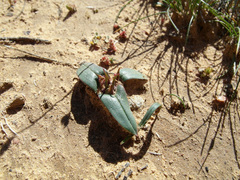 Colchicum cuspidatum