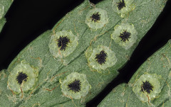 Polystichum neozelandicum neozelandicum
