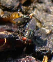 Cochliomyia