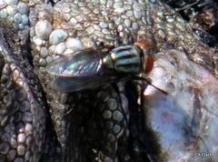 Cochliomyia