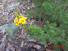 Pultenaea mollis