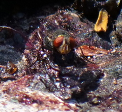 Cochliomyia