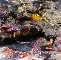 Cochliomyia