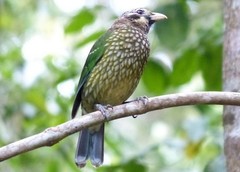 Ailuroedus maculosus