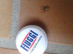 Dorytomus longimanus