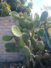 Opuntia streptacantha