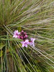 Epidendrum secundum