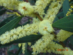 Juliflorae