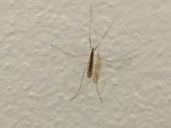 Diptera