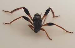 Neoclytus araneiformis