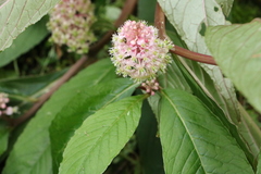 Phytolacca japonica