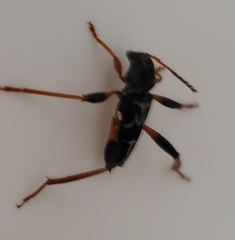 Neoclytus araneiformis