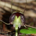 Corybas trilobus - Photo (c) mattward, some rights reserved (CC BY-NC), uploaded by mattward