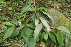 Phytolacca japonica