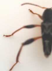 Neoclytus araneiformis