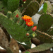 Opuntia tomentosa - Photo (c) Ad Konings,  זכויות יוצרים חלקיות (CC BY-NC), הועלה על ידי Ad Konings