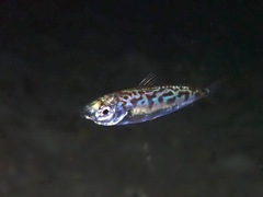 Leiognathidae